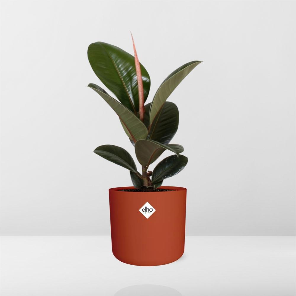 Ficus Elastica ‘Robusta’ – pflegeleichte XXL Zimmerpflanze