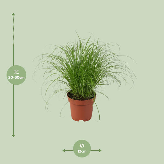Cyperus alternifolius Zumula – elegantes Schirmgras Ø12cm