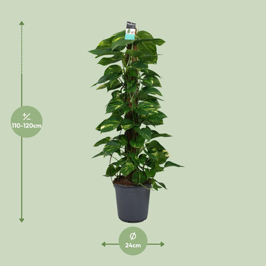 Scindapsus (Epipremnum) – Ø24cm Topf, ca. 120cm Höhe