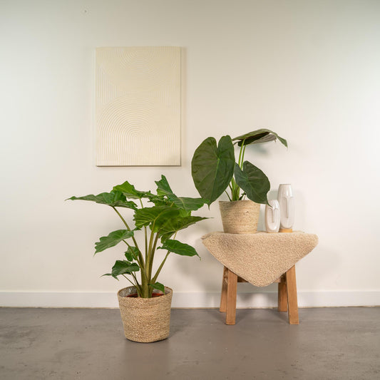 Alocasia Wentii & Portodora im Korb Ø19cm - bis 75cm