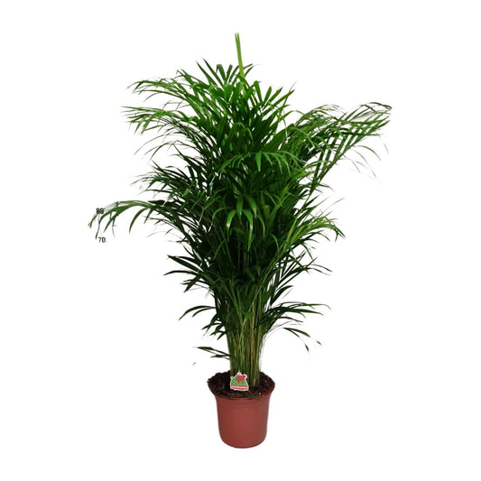 Dypsis Lutescens – Elegante Bergpalme Ø24cm, 125cm hoch