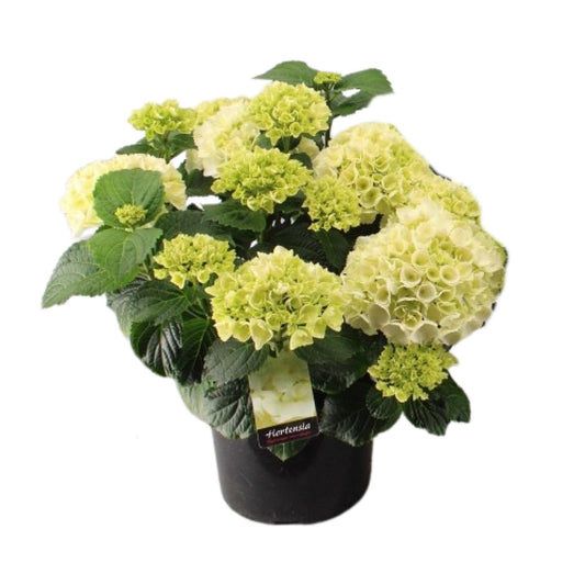 Endlose Hortensie (Hydrangea macrophylla) Ø23cm, 40cm hoch