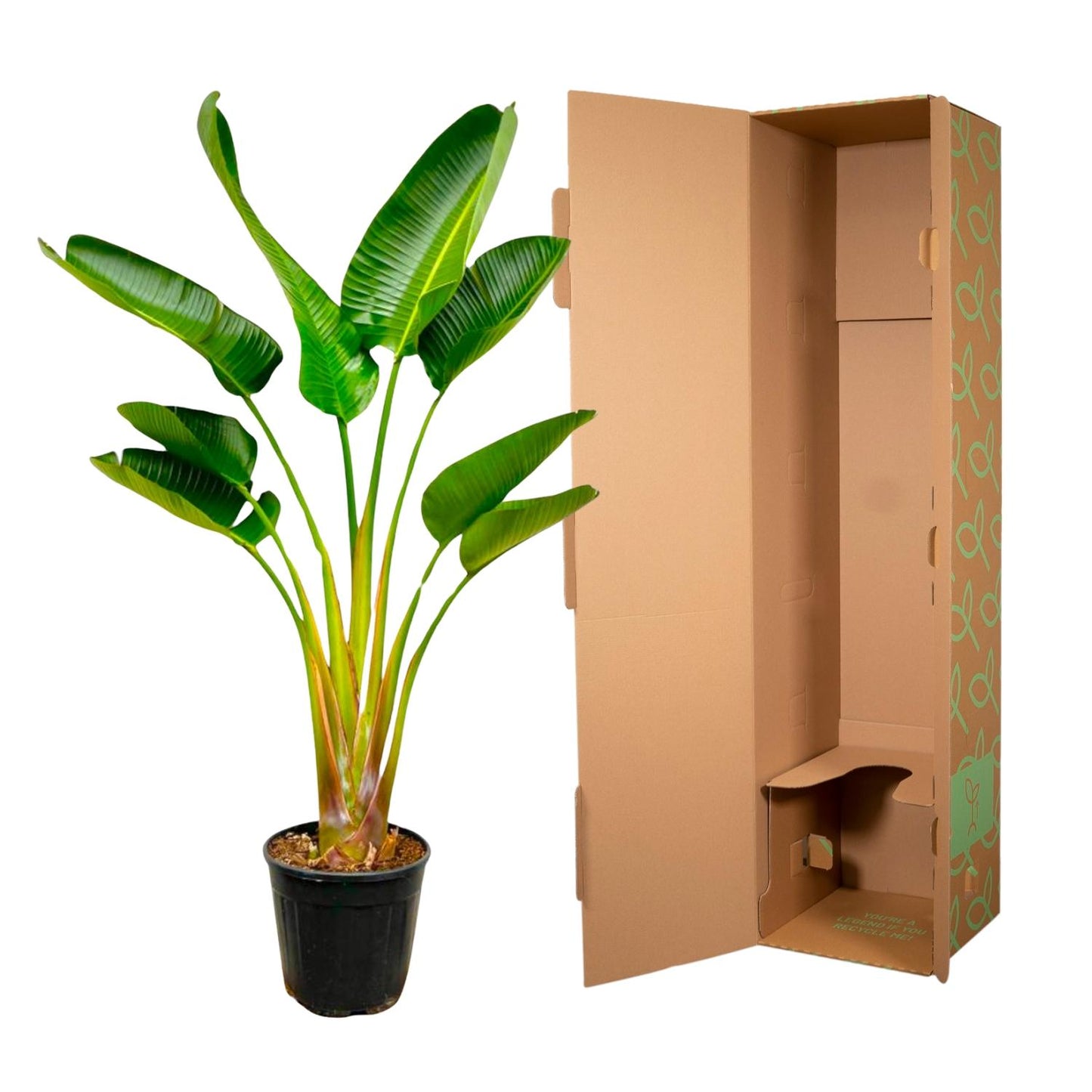 Strelitzia Augusta – Weißer Paradiesvogel XXL-Pflanze