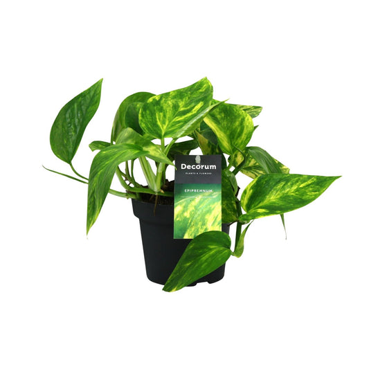 Scindapsus Pinnatum HiColor – Pflegeleichte Zimmerpflanze Ø12cm