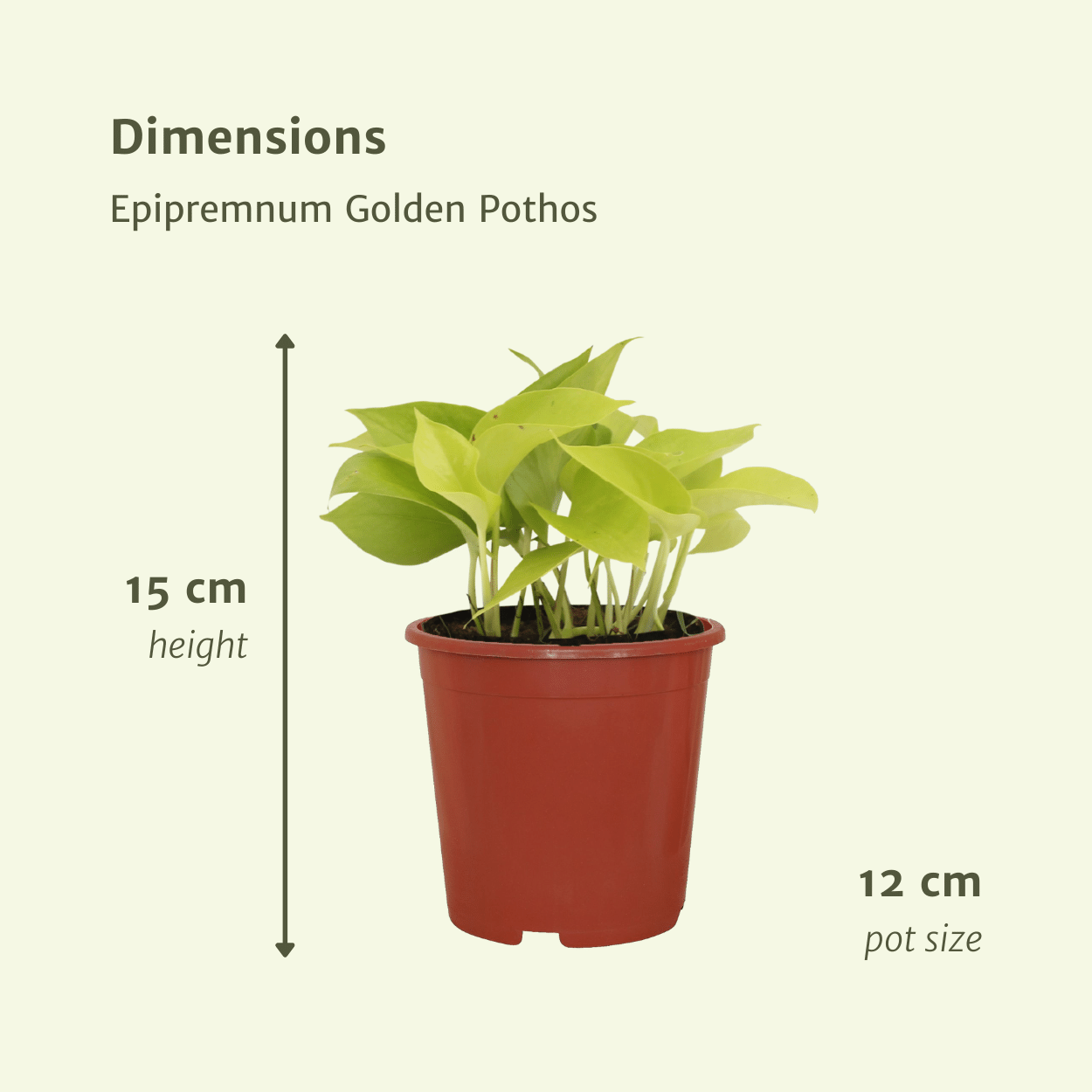Epipremnum Golden Pothos (Scindapsus) – 4er-Set Ø12cm Topf