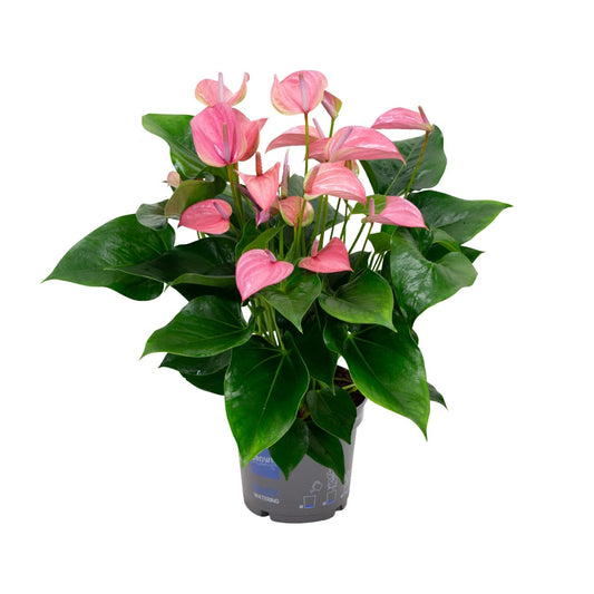 Anthurium KARMA Joli – Elegante Zimmerpflanze Ø17cm