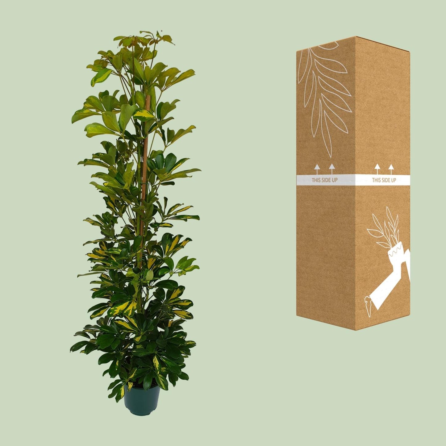 Schefflera Arboricola Gerda Ø20cm – Pflegeleichte Zimmerpflanze