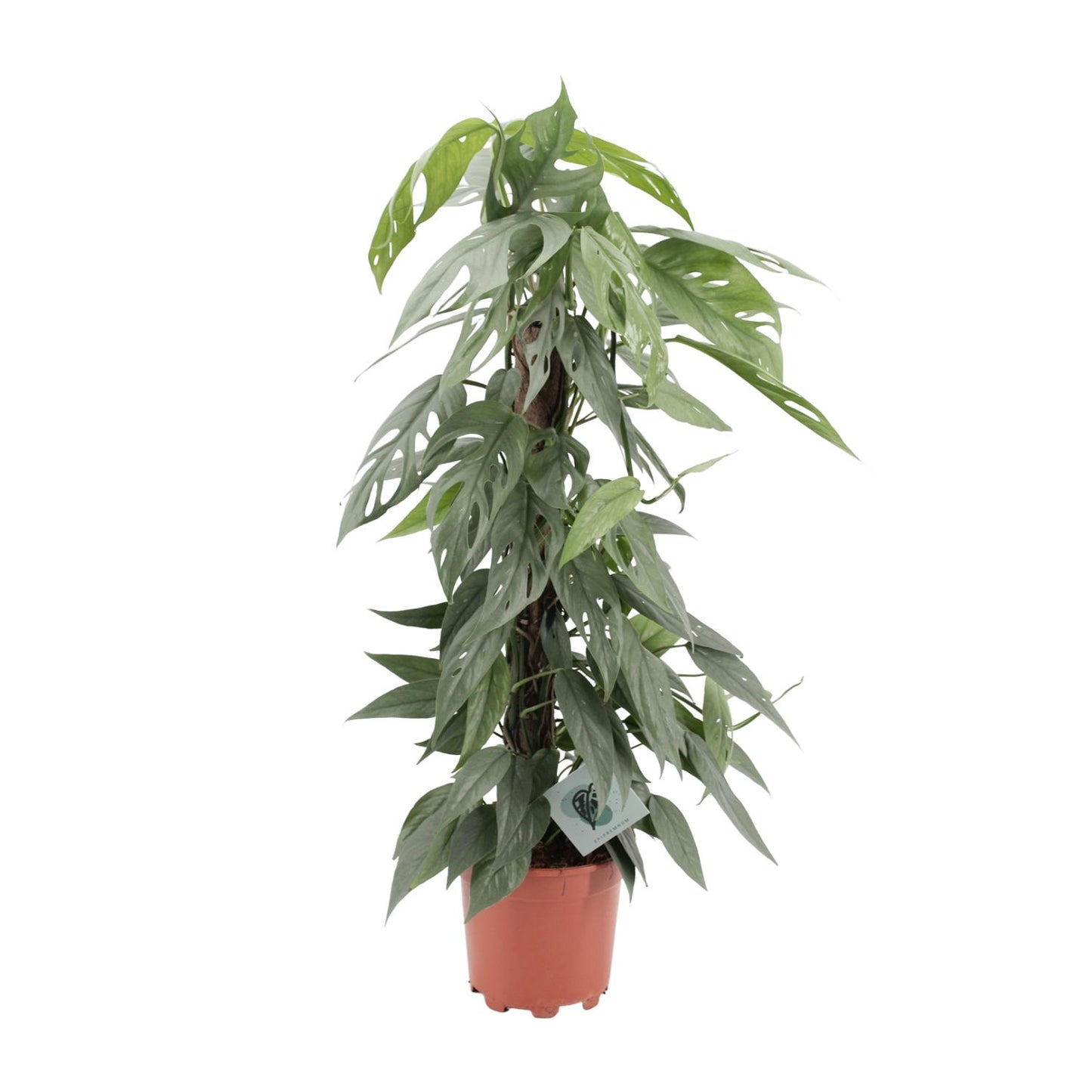 Epipremnum Pinnatum Cebu Blue – pflegeleichte Hängepflanze Ø17cm