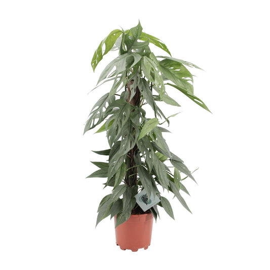Epipremnum Pinnatum Cebu Blue – pflegeleichte Hängepflanze Ø17cm