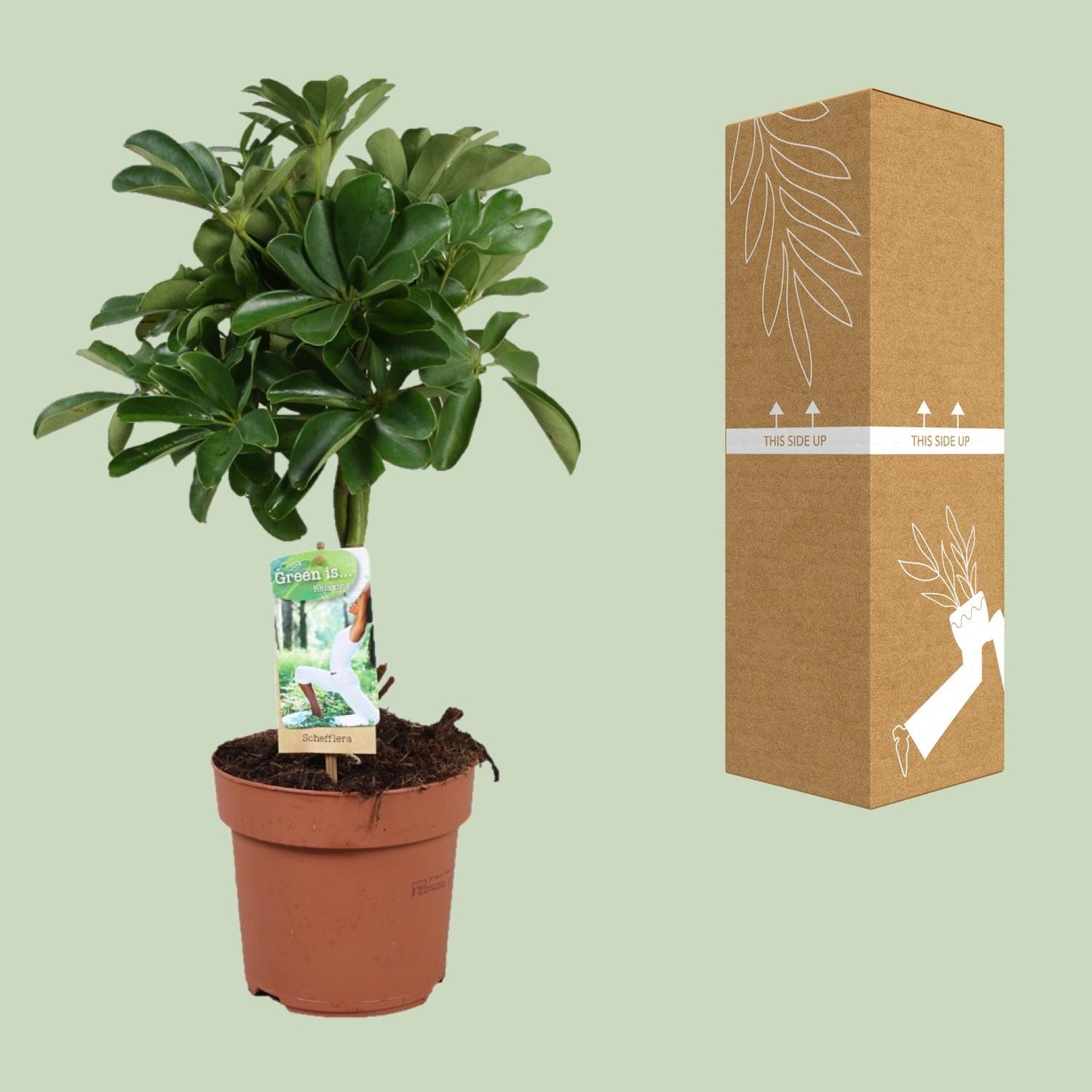Schefflera Nora – Schirmpflanze mit geflochtenem Stamm Ø17cm