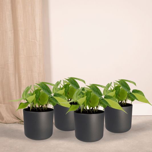 Philodendron Scandens Brasil - 4er Set Ø12cm Topf