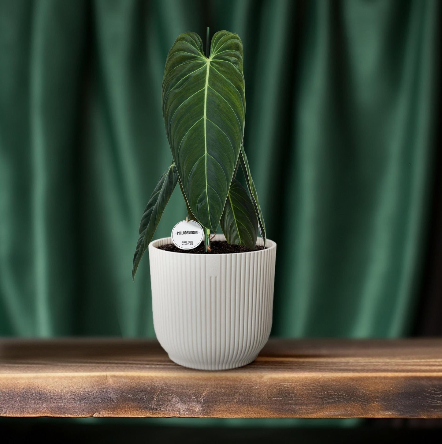 Philodendron Melanochrysum – pflegeleichte XXL-Zimmerpflanze Ø21cm