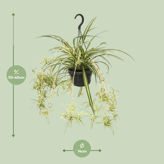 Chlorophytum comosum Variegatum – Spinnenpflanze Ø14cm, 55cm hoch