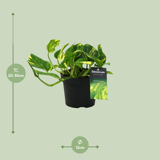 Scindapsus N'joy Gold – pflegeleichte Zimmerpflanze Ø12cm