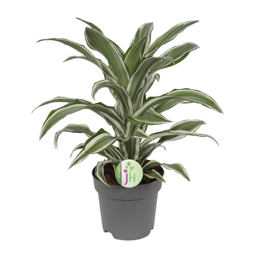 Dracaena Fragrans Weiß – Pflegeleichte Zimmerpflanze Ø17cm