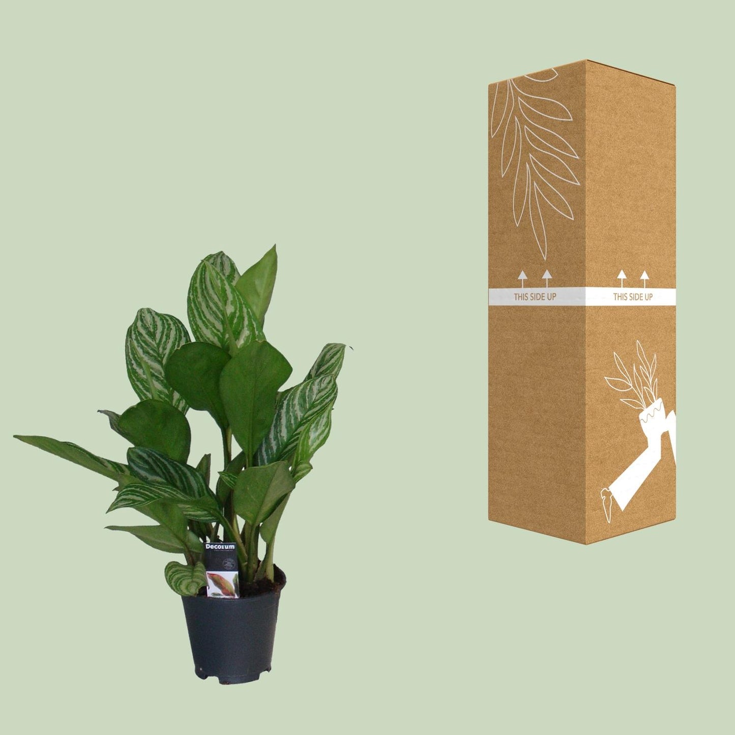 Aglaonema Stripes – Pflegeleichte Zimmerpflanze Ø17 cm