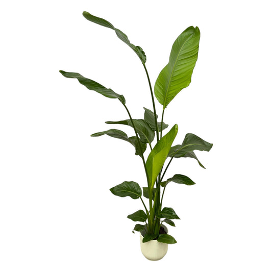 Strelitzia Nicolai mit elho Vibes Fold Round Weiß – 130 cm