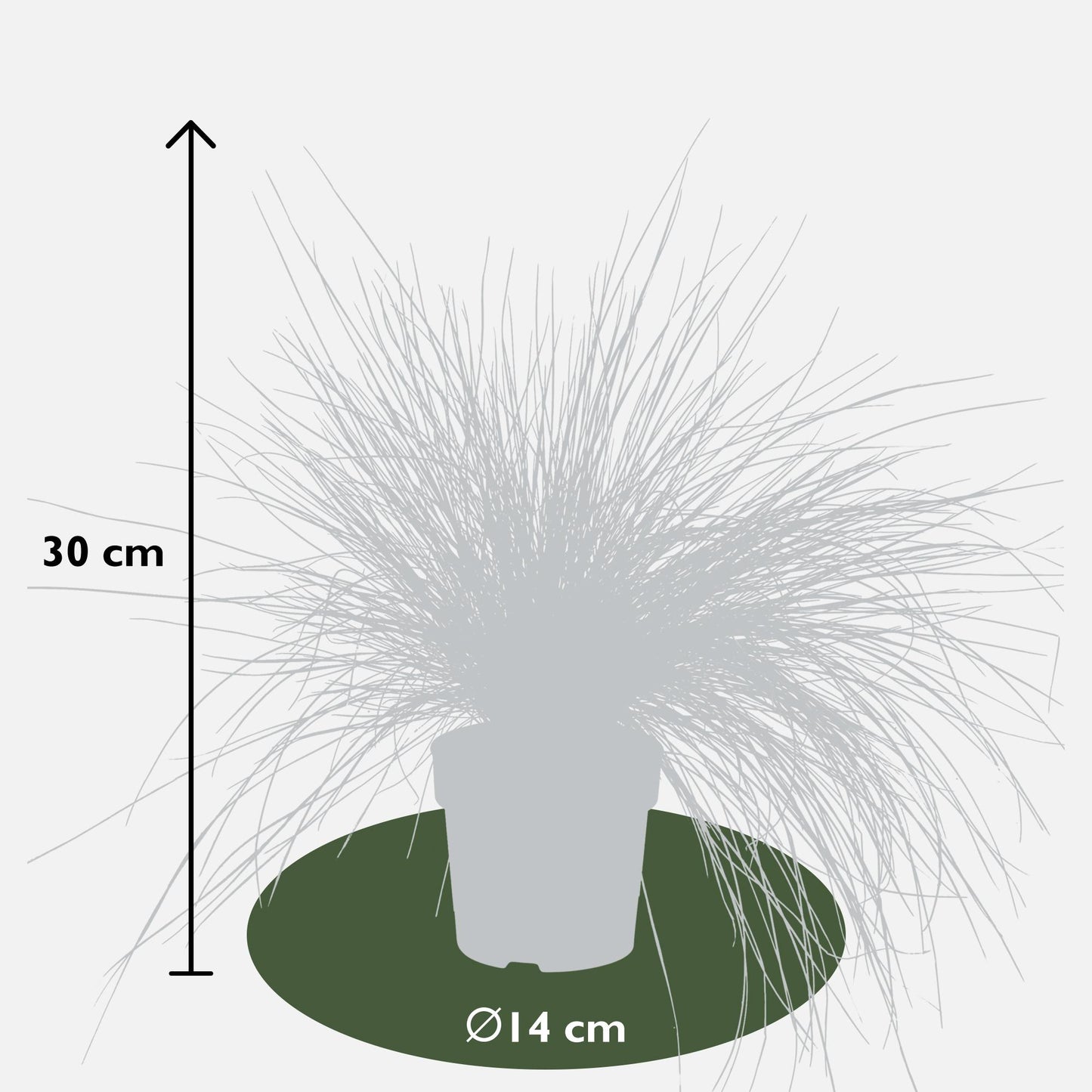 Festuca glauca Azura Blue - Pflegeleichtes Ziergras Ø14cm