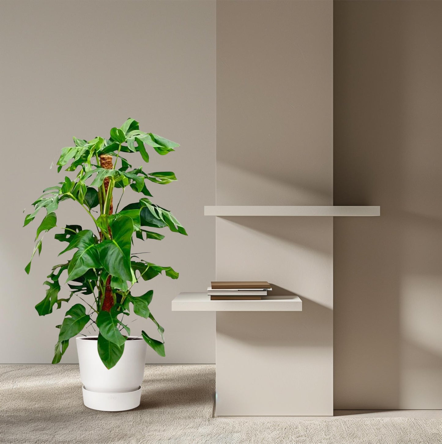 Monstera Pertusum – Große, pflegeleichte Zimmerpflanze 130 cm