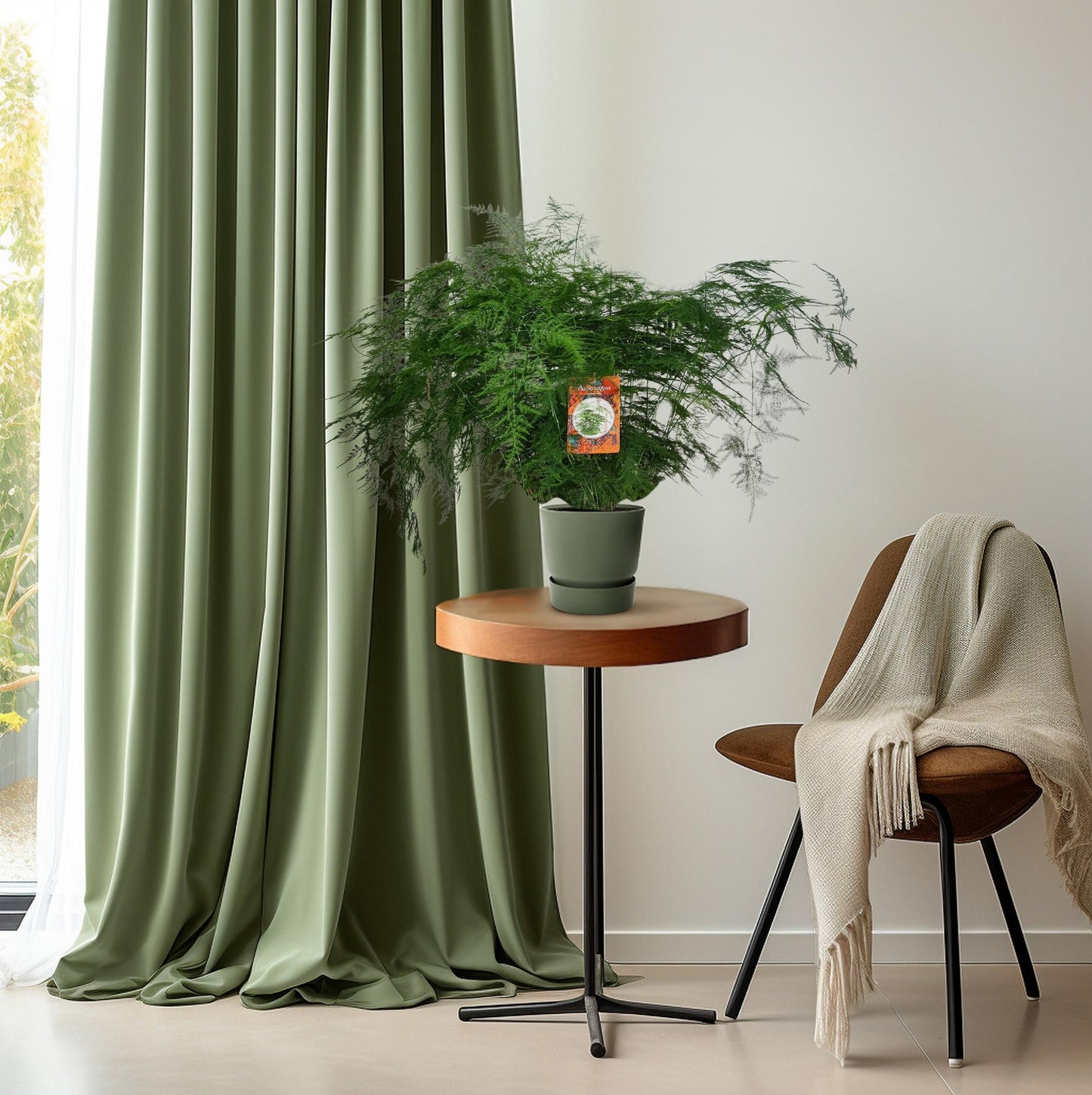 Asparagus setaceus – Eleganter Spargelfarn Ø27cm, 70cm hoch