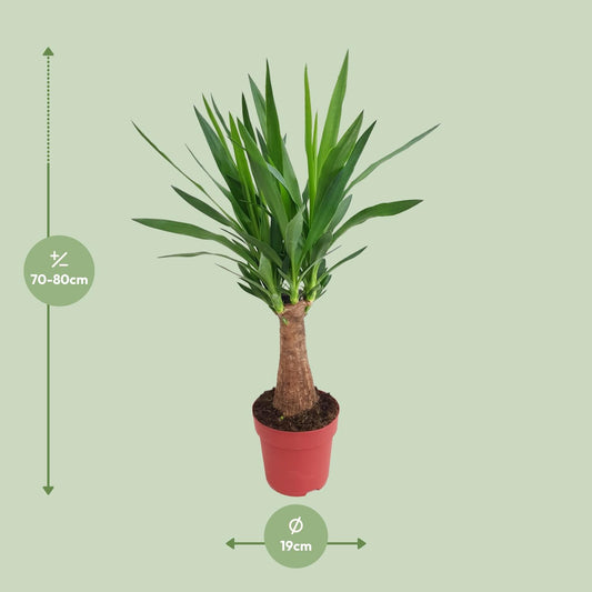 Yucca 'Maya Tree' – Pflegerleichte XXL-Zimmerpflanze Ø19cm