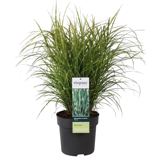 Miscanthus sinensis Strictus – Anmutiges Zebra Gras Ø23cm