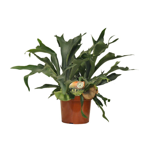 Platycerium Bifurcatum XXL - Ø26cm Topf, ca. 80cm hoch
