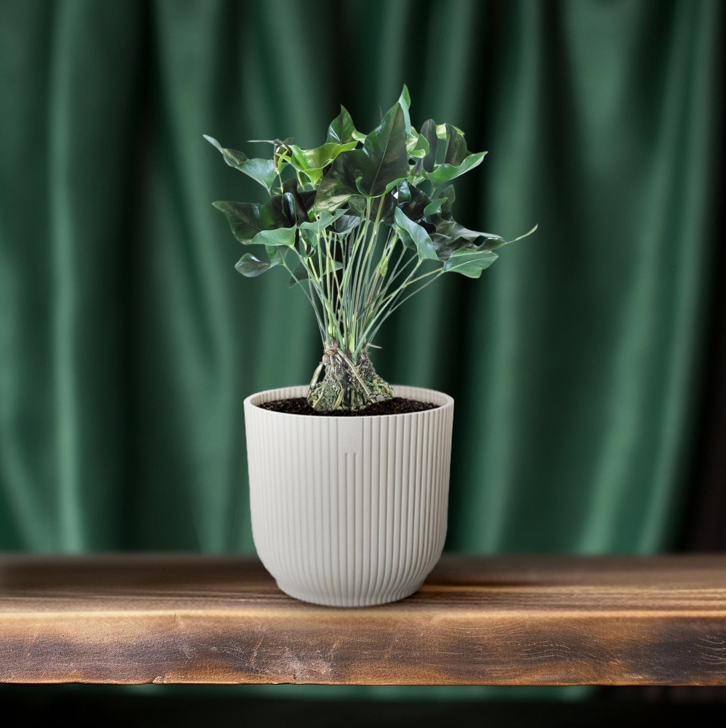 Anthurium Arrow – Pflegeleichte XXL-Zimmerpflanze Ø30cm