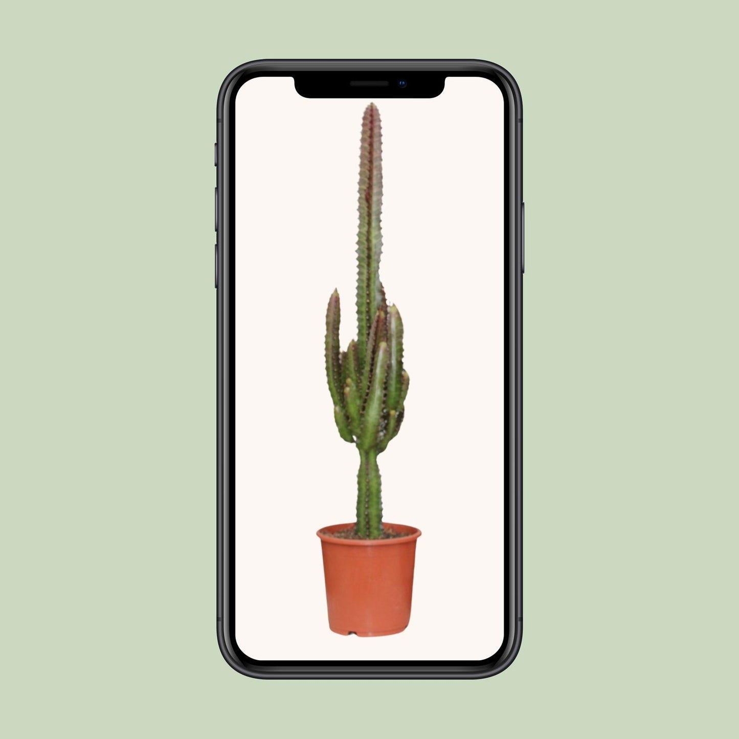 Euphorbia Trigona Rubra – Exotische, pflegeleichte Zimmerpflanze Ø17cm