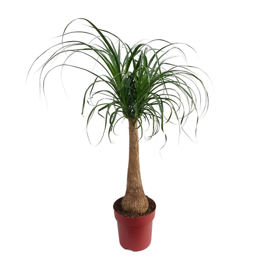 Beaucarnea „Maya Palm“ – Elefantenfuß-Palme Ø27cm, 110cm hoch