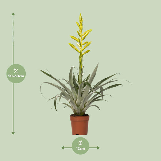 Tillandsia Oerstediana Ø12cm – pflegeleichte Luftpflanze
