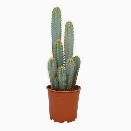 Pilosocereus azureus - stilvoller blaugrüner Zylinderkaktus 21 cm