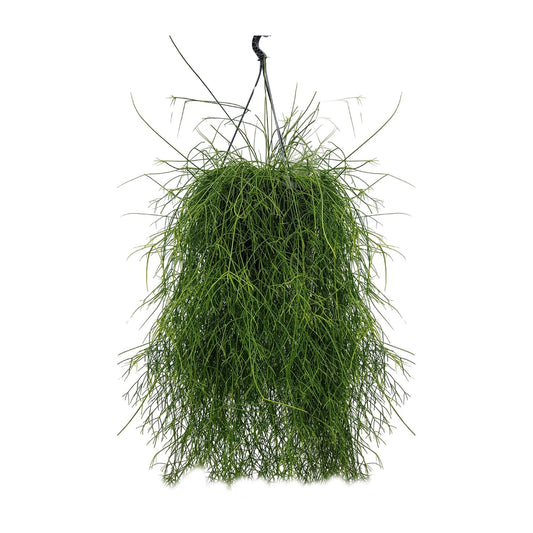 Rhipsalis Cassutha – Pflegeleichter Mistelkaktus Ø25cm