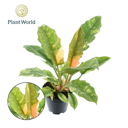 Philodendron Narrow 'Ring Of Fire' – Pflegeleichte Zimmerpflanze Ø14cm