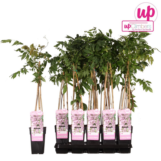 Wisteria floribunda 'Rosea' – Rosa Regen – Ø15cm Topf