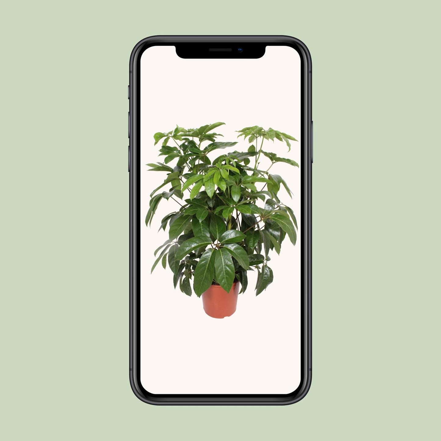Schefflera Actinophylla Amate – Schirmpflanze Ø30cm, 120cm hoch