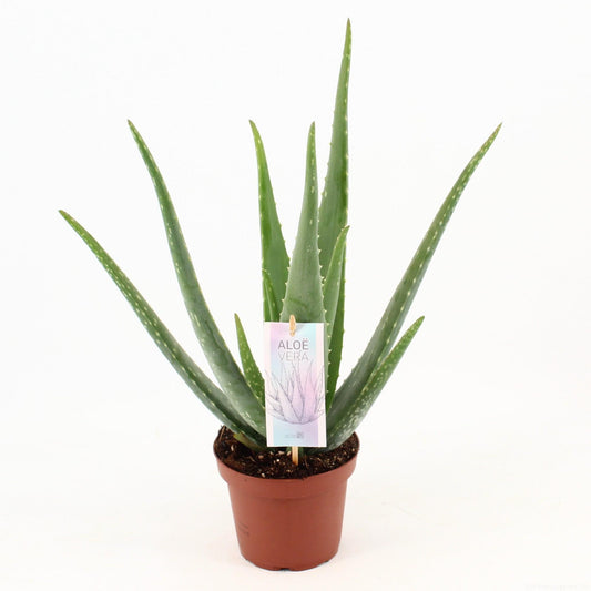 Aloe Vera P14 – Pflegeleichte Sukkulente Ø14cm, 45cm hoch