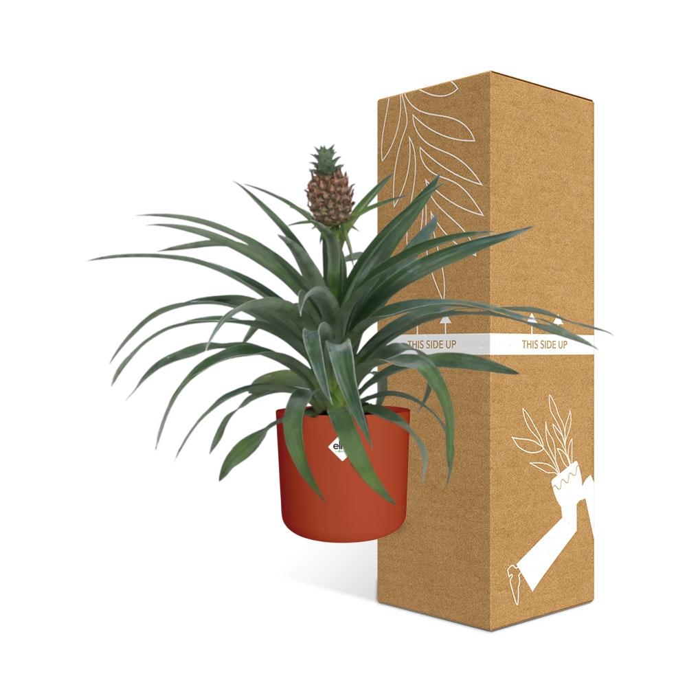 Ananas-Pflanze im 12 cm Topf – Tropische Zimmerpflanze