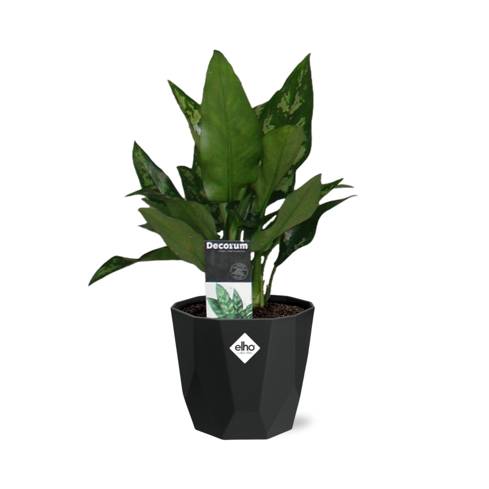 Aglaonema Maria – Pflegeleichte Zimmerpflanze im schwarzen Topf