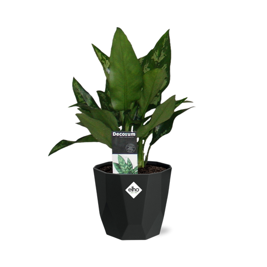 Aglaonema Maria – Pflegeleichte Zimmerpflanze im schwarzen Topf