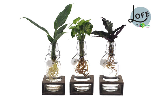 Intenz Mix in Ann Glas – 3er Set stilvoller Zimmerpflanzen Ø7cm