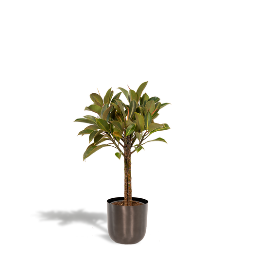 Ficus elastica Melany – Eleganter Gummibaum Ø21cm, 90cm Höhe