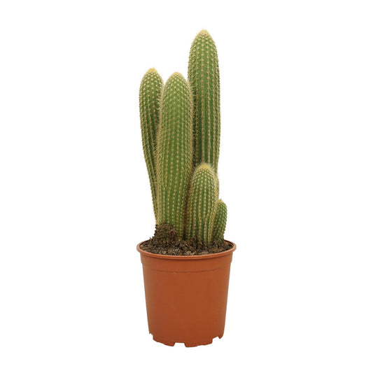 Vatricania Guentheri – Tropische XXL Zimmerpflanze Ø21cm