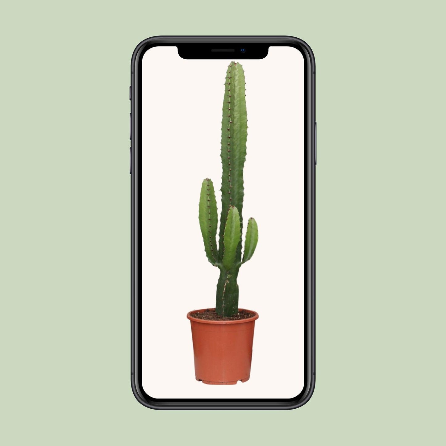 Euphorbia Acrurensis – Pflegeleichte Sukkulente Ø17cm