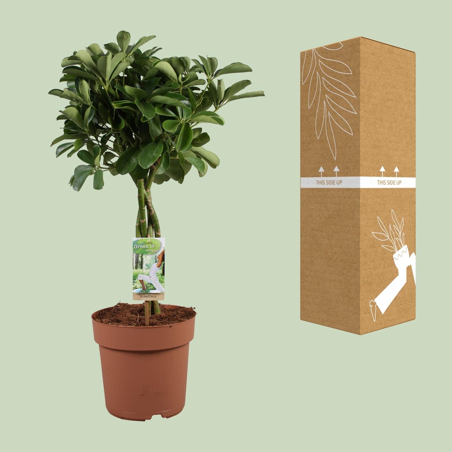 Schefflera Arboricola Nora – Pflegeleichte Schirmpflanze Ø21cm