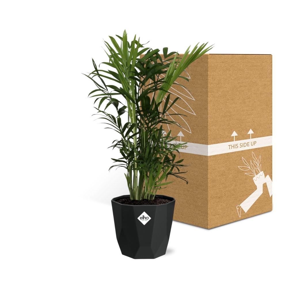 Chamaedorea Elegans – Zwergbergpalme im 14cm Topf