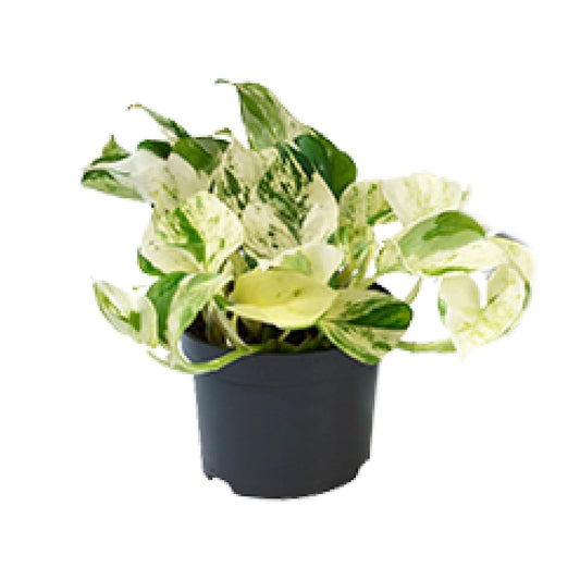 Epipremnum Happy Leaf ‚Marble Queen‘ Ø12cm, 20cm hoch