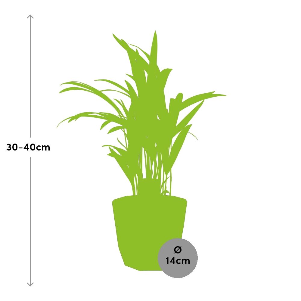 Dypsis Lutescens (Areca) – Stilvolle Bambuspalme 14cm Topf
