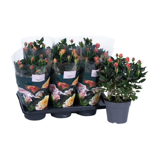 Topfrose rosa-orange Ø17cm, Höhe 45cm – pflegeleicht & elegant