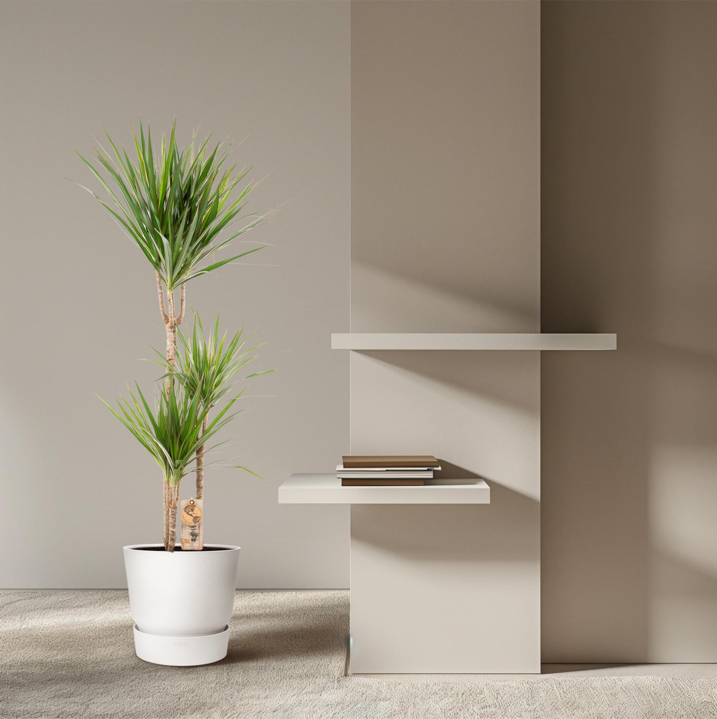 Dracaena Marginata – Pflegleichter Drachenbaum Ø21cm, 120cm hoch